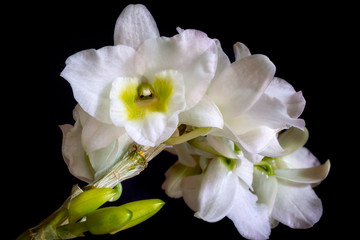 Naklejka na ściany i meble White orchid, flower and buds