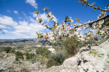 Cherry blossom in Gallinera valley Spain