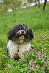 Young Tibetan Terrier