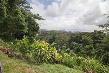 Lush foliage Martinique island French Antilles