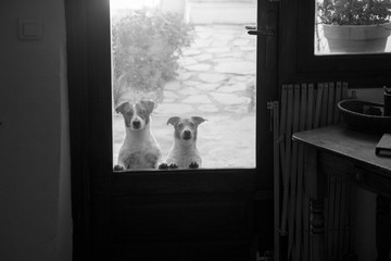 Two dogs at window  Beniali village Gallinera mountains Alicante Spain
