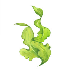  watercolor green seaweed - obrazy, fototapety, plakaty