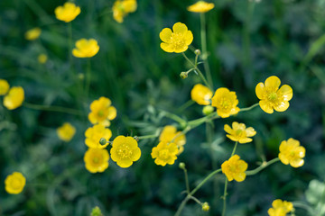 Buttercup flowers on a green background