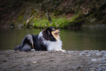 Tricolor young rough collie