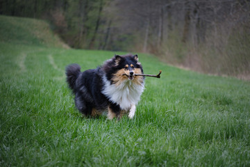 Tricolor young rough collie