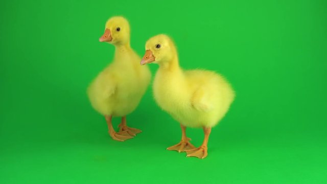Two ducklings on a green screen