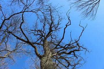 Huge old tree without leaves against a blue sky