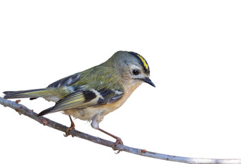 Der kleinste Vogel Europas, das Wintergoldhähnchen auf Ast stehend