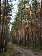 Leśna droga w środku lasu. Kampinos. © Paulina