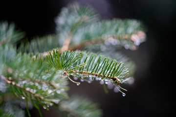 pine branch with raindrops