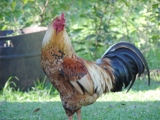 galo