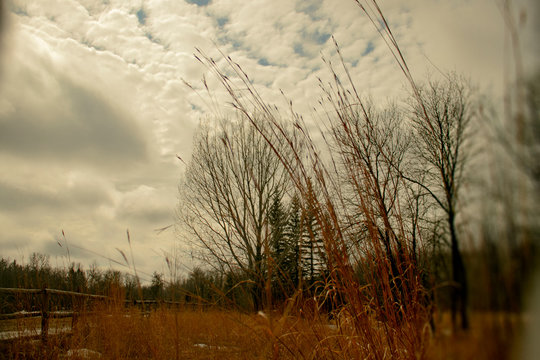 goose,nature,parck
