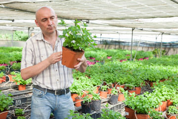 Gardener working with spearmint in  pot in sunny hothouse