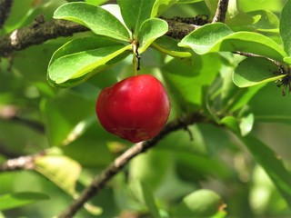 Acerola.