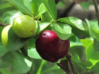 Acerola.