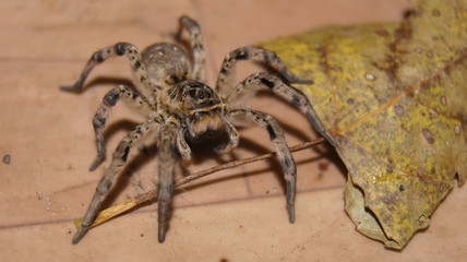 SONY DSC