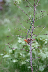 red bird on a branch