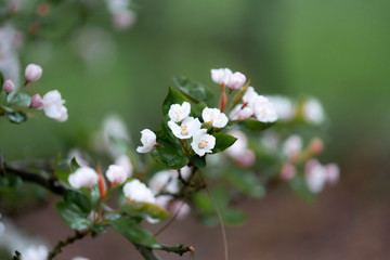 blooming apple tree