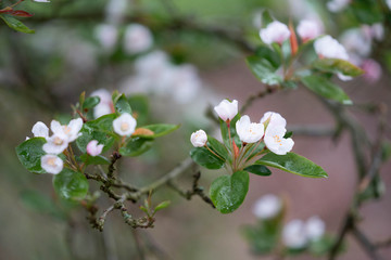 blooming apple tree