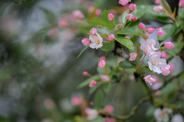 Obraz premium blooming apple tree