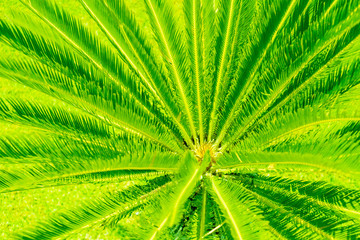 Creative tropical palm leaves arrangement lit with ufo green light. Summer rave night party...
