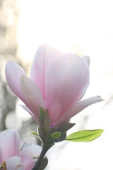 Fototapeta premium magnolie