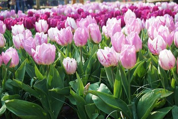 Purple tulips with green background.Orange tulips with blur background.Close up tulips.Group of tulips flowers.Tulips field in netherlands