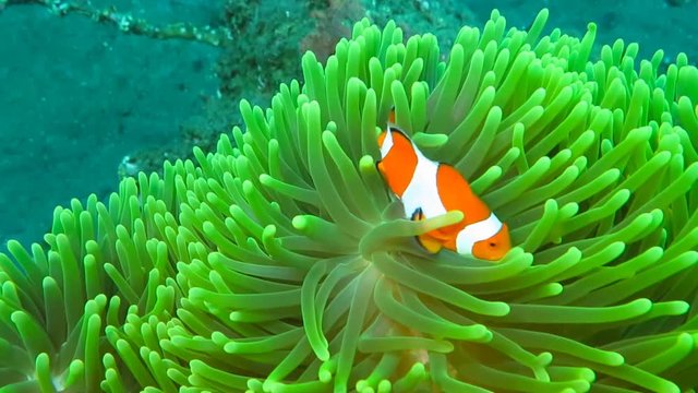 Underwater life of Pink Skunk Clownfish (Amphiprion perideraion).