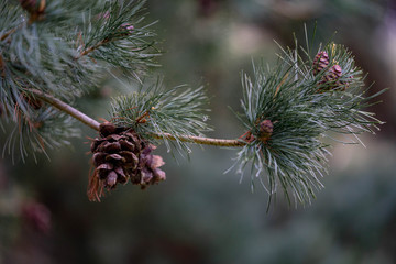 pine tree branch with cones