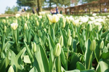Yellow tulips with green background.Colorful tulips with blur background.Close up tulips.Group of tulips flowers.Tulips field in netherlands