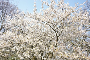 White Flowers with blur background.White cherry blossom.Flowers art for background.Beautiful cherry blossom. Cherry blossom in spring.Isolated flower.Close up.