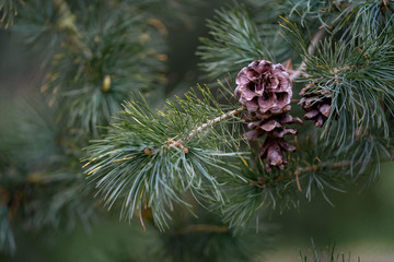 pine tree branch with cones