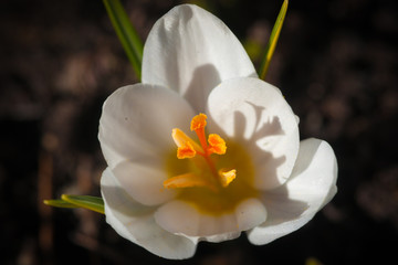 White Crocus Flower