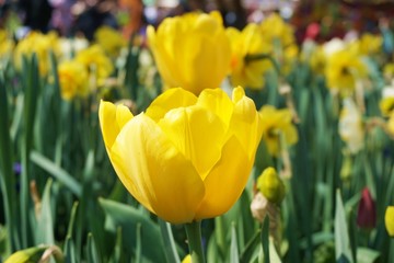 Obraz premium Yellow tulip with green background.Colorful tulips with blur background.Close up tulips.Group of tulips flowers.Tulips field in netherlands