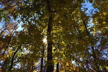 Fototapeta premium trees in autumn
