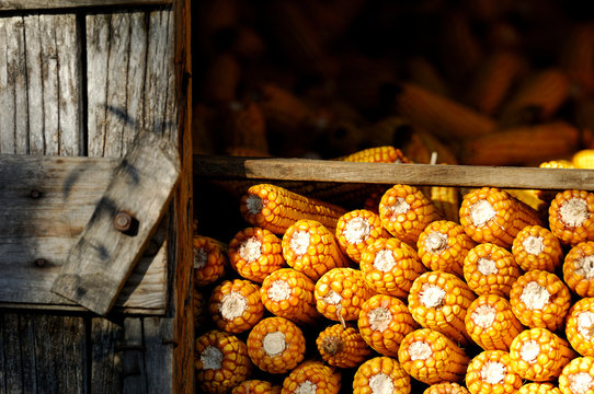 image of ears of corn