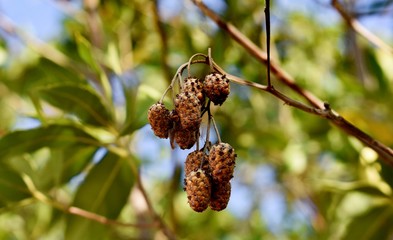 Nuts hanging on Tree