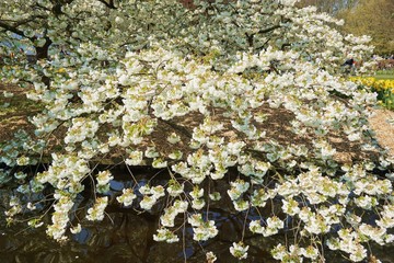 White Flowers with blur background.White cherry blossom.Flowers art for background.Beautiful cherry blossom. Cherry blossom in spring.Isolated flower.Close up.