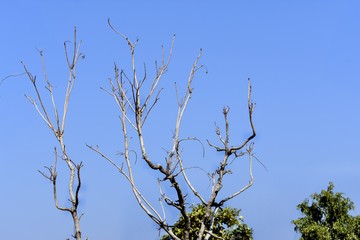 Branch and leaf of Tree