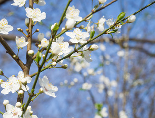 close up blooming white apple blossom flower branche, selective focus,blue sky background