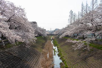 多摩市乞田川の桜並木　東京都多摩市