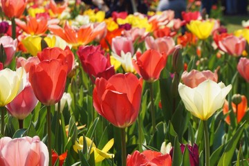 Colorful tulips with green background.Red tulips with blur background.Close up tulips.Group of tulips flowers.Tulips field in netherlands