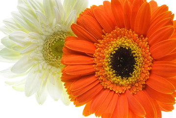orange gerbera flower isolated on white background