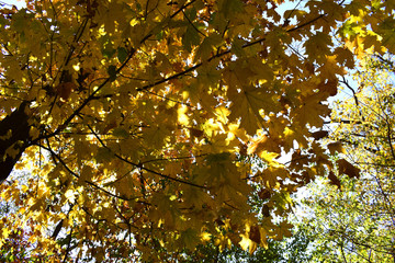 yellow maple leaves in autumn