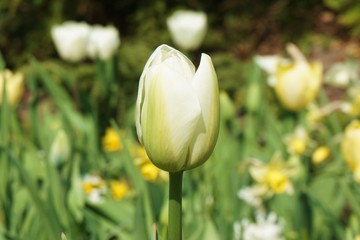 Isolated tulip with green background.White tulips with blur background.Close up tulips.Group of tulips flowers.Tulips field in netherlands