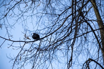 Blackbird on the tree. Slovakia