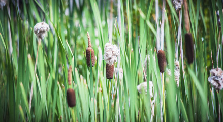 green grass background
