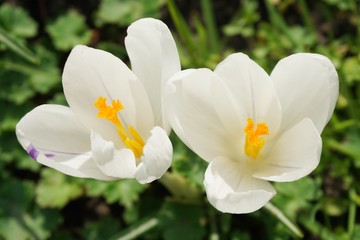 Close up white crocus flowers