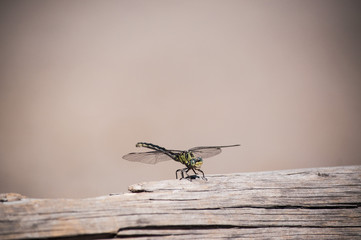 dragonfly