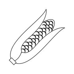 Corn fresh vegetable in black and white